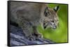 Lynx on Log-W. Perry Conway-Framed Stretched Canvas