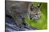 Lynx on Log-W. Perry Conway-Stretched Canvas