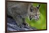 Lynx on Log-W. Perry Conway-Framed Photographic Print