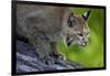 Lynx on Log-W. Perry Conway-Framed Photographic Print