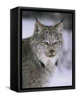 Lynx Portrait, USA-Lynn M^ Stone-Framed Stretched Canvas