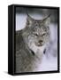 Lynx Portrait, USA-Lynn M^ Stone-Framed Stretched Canvas