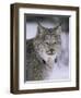 Lynx Portrait, USA-Lynn M^ Stone-Framed Premium Photographic Print