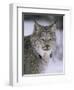 Lynx Portrait, USA-Lynn M^ Stone-Framed Premium Photographic Print