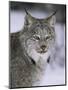 Lynx Portrait, USA-Lynn M^ Stone-Mounted Premium Photographic Print