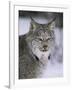 Lynx Portrait, USA-Lynn M^ Stone-Framed Photographic Print