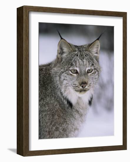 Lynx Portrait, USA-Lynn M^ Stone-Framed Photographic Print