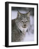 Lynx Portrait, USA-Lynn M^ Stone-Framed Photographic Print