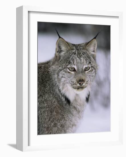 Lynx Portrait, USA-Lynn M^ Stone-Framed Photographic Print