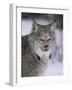 Lynx Portrait, USA-Lynn M^ Stone-Framed Photographic Print