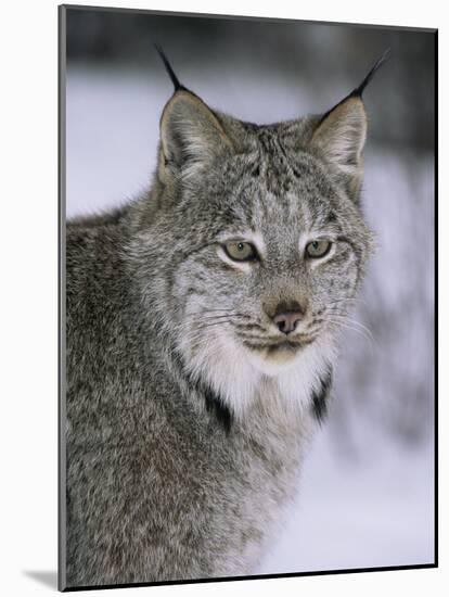 Lynx Portrait, USA-Lynn M^ Stone-Mounted Photographic Print