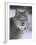 Lynx Portrait, USA-Lynn M^ Stone-Framed Photographic Print