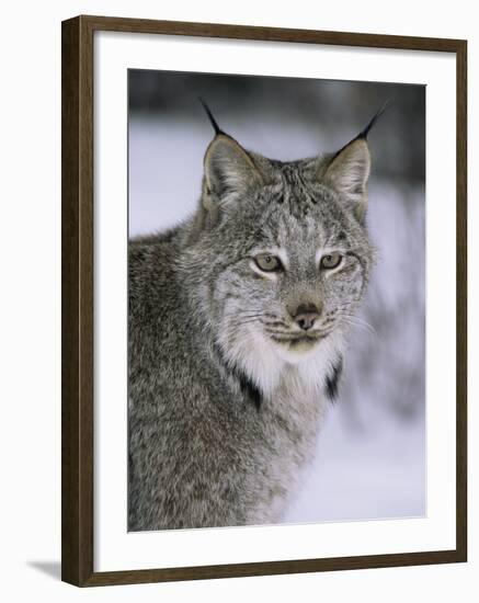 Lynx Portrait, USA-Lynn M^ Stone-Framed Photographic Print