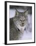 Lynx Portrait, USA-Lynn M^ Stone-Framed Photographic Print