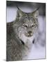 Lynx Portrait, USA-Lynn M^ Stone-Mounted Photographic Print