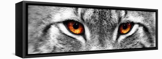 Lynx-PhotoINC-Framed Stretched Canvas