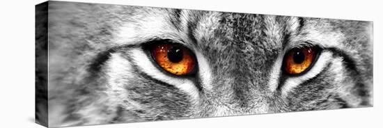 Lynx-PhotoINC-Stretched Canvas