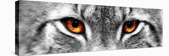 Lynx-PhotoINC-Stretched Canvas