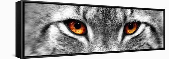 Lynx-PhotoINC-Framed Stretched Canvas