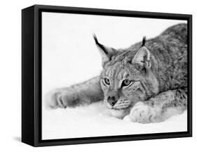 Lynx-null-Framed Stretched Canvas