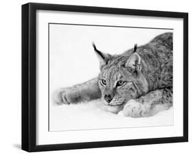 Lynx-null-Framed Premium Photographic Print