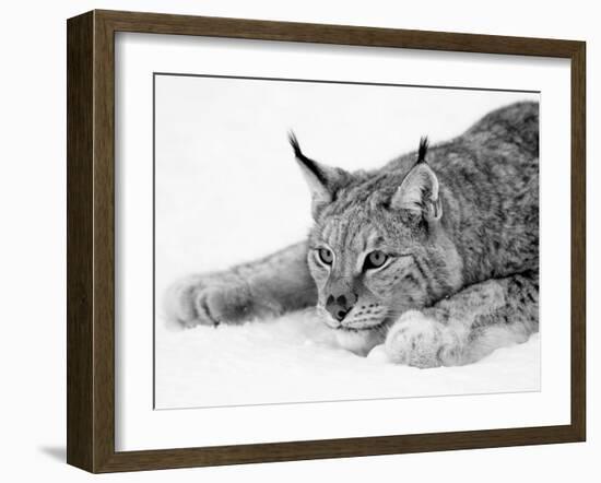 Lynx-null-Framed Photographic Print