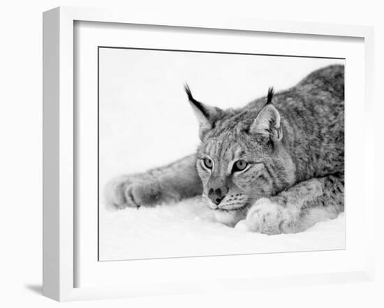 Lynx-null-Framed Photographic Print