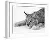 Lynx-null-Framed Photographic Print