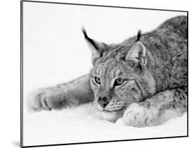 Lynx-null-Mounted Photographic Print