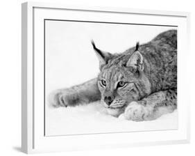 Lynx-null-Framed Photographic Print