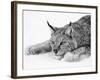 Lynx-null-Framed Photographic Print