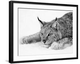 Lynx-null-Framed Photographic Print