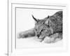 Lynx-null-Framed Photographic Print