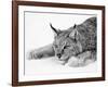 Lynx-null-Framed Photographic Print