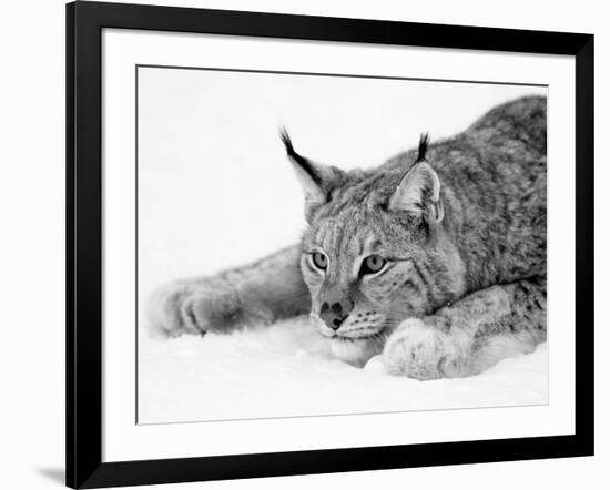 Lynx-null-Framed Photographic Print