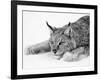 Lynx-null-Framed Photographic Print