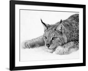 Lynx-null-Framed Photographic Print