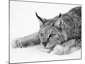 Lynx-null-Mounted Photographic Print