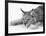 Lynx-null-Framed Photographic Print