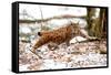 Lynx-Reiner Bernhardt-Framed Stretched Canvas