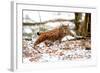 Lynx-Reiner Bernhardt-Framed Photographic Print