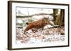 Lynx-Reiner Bernhardt-Framed Photographic Print