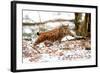 Lynx-Reiner Bernhardt-Framed Photographic Print