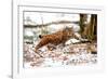 Lynx-Reiner Bernhardt-Framed Photographic Print