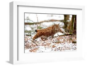 Lynx-Reiner Bernhardt-Framed Photographic Print