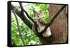 Lynx-Reiner Bernhardt-Framed Stretched Canvas