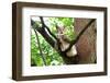 Lynx-Reiner Bernhardt-Framed Photographic Print