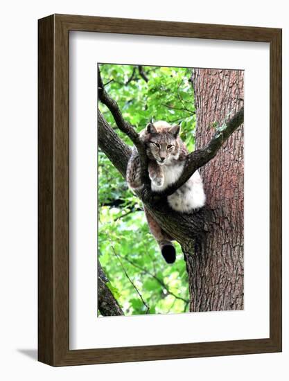 Lynx-Reiner Bernhardt-Framed Photographic Print