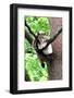 Lynx-Reiner Bernhardt-Framed Photographic Print