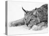 Lynx-PhotoINC Studio-Stretched Canvas